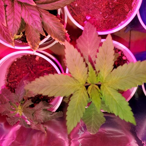 Unknown strain growlog photo: One that was topped is getting total nute burn
