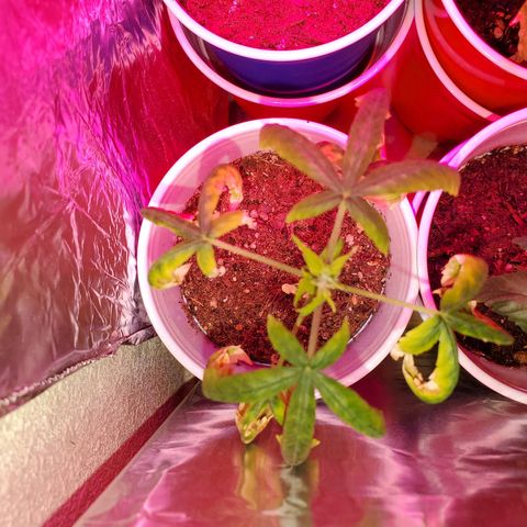 Unknown strain growlog photo: One that was topped is getting total nute burn