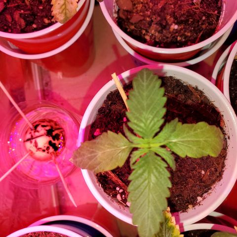 Unknown strain growlog photo: One that was topped is getting total nute burn