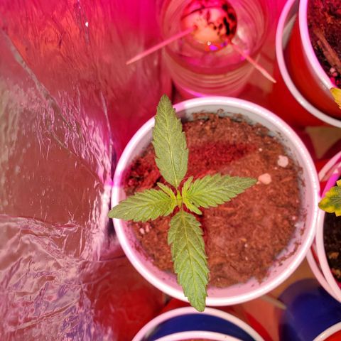 Unknown strain growlog photo: One that was topped is getting total nute burn