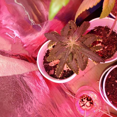 Unknown strain growlog timeline photo