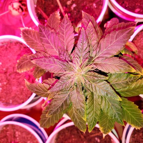 Unknown strain growlog timeline photo