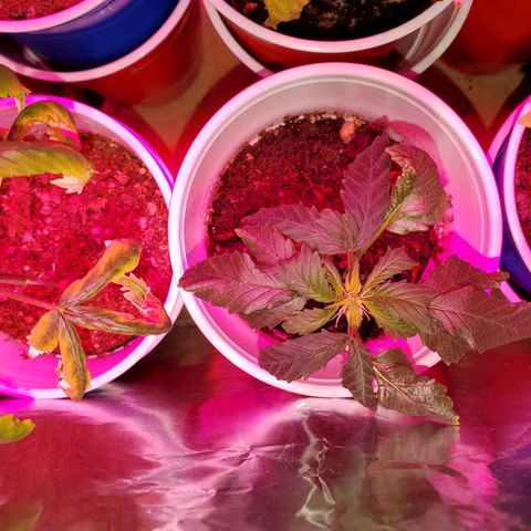 Unknown strain growlog timeline photo