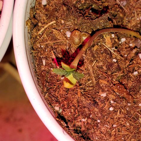 Unknown strain growlog photo: Seedlings are doing well