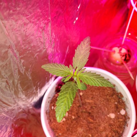 Unknown strain growlog photo: Seedlings are doing well
