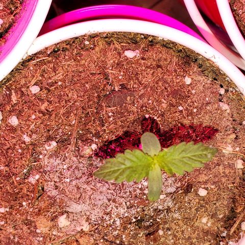 Unknown strain growlog photo: Seedlings are doing well