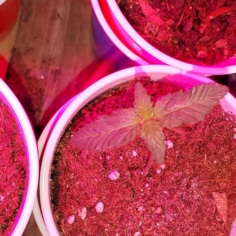Unknown strain growlog photo: Seedlings are doing well