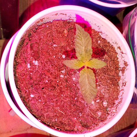 Unknown strain growlog photo: Seedlings are doing well