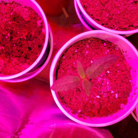 Unknown strain growlog photo: Seedlings are doing well