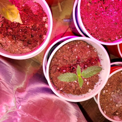 Unknown strain growlog photo: Seedlings are doing well