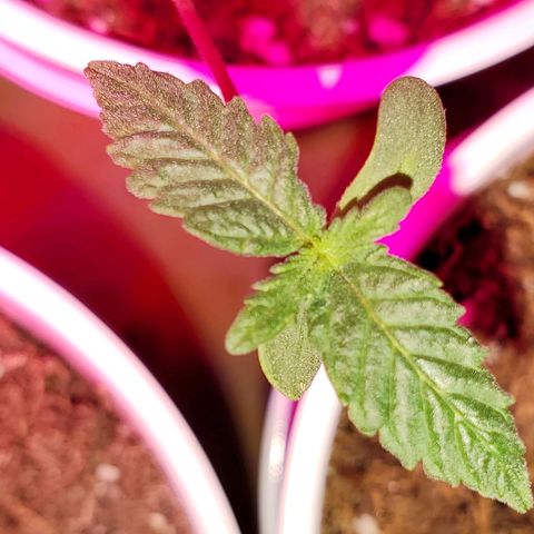 Unknown strain growlog photo: Seedlings are doing well