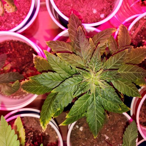 Unknown strain growlog timeline photo