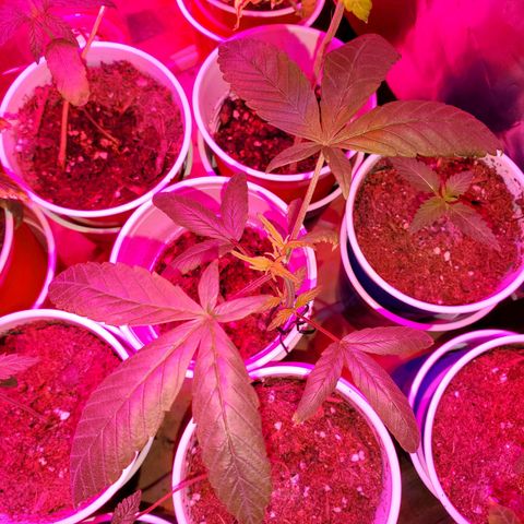 Unknown strain growlog timeline photo
