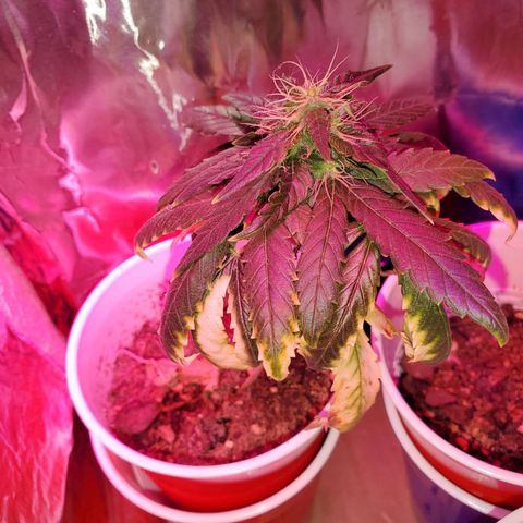 Unknown strain growlog timeline photo