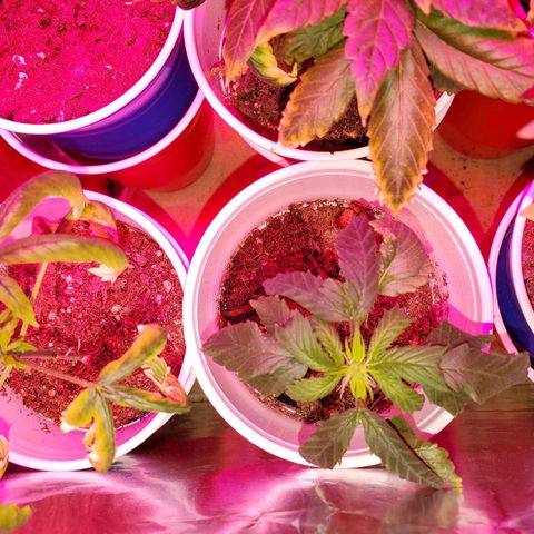 Unknown strain growlog timeline photo