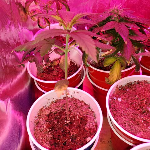 Unknown strain growlog timeline photo