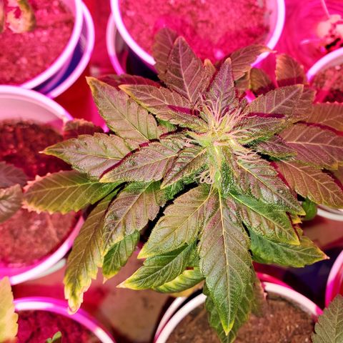 Unknown strain growlog timeline photo