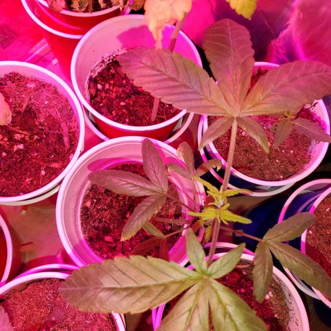Unknown strain growlog timeline photo