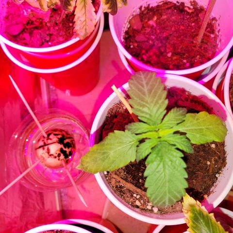 Unknown strain growlog timeline photo
