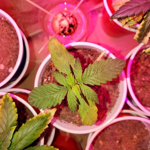 Unknown strain growlog photo: Seedlings are looking great, cotlyedons are looking healthy 
