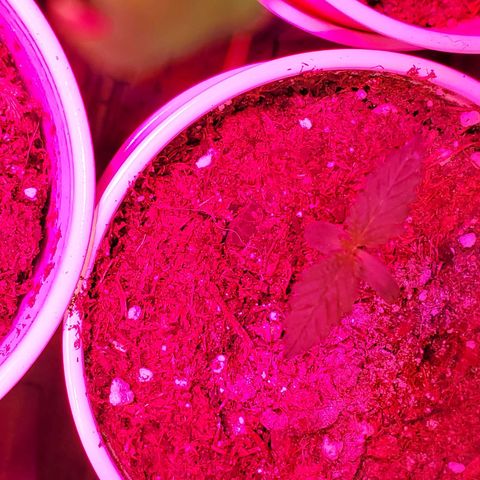 Unknown strain growlog photo: Seedlings are looking great, cotlyedons are looking healthy 