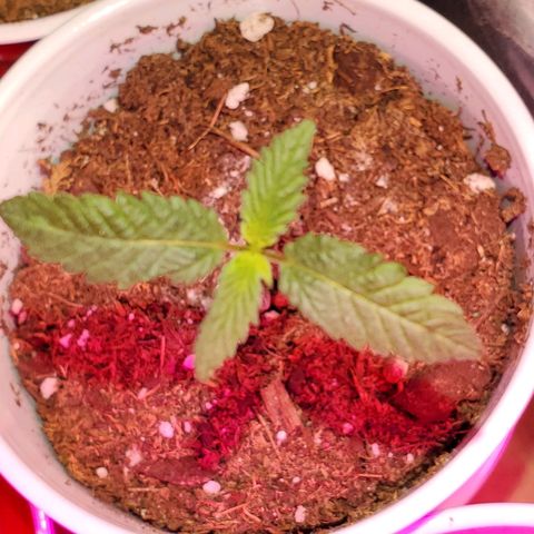 Unknown strain growlog photo: Seedlings are looking great, cotlyedons are looking healthy 