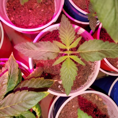 Unknown strain growlog photo: Seedlings are looking great, cotlyedons are looking healthy 