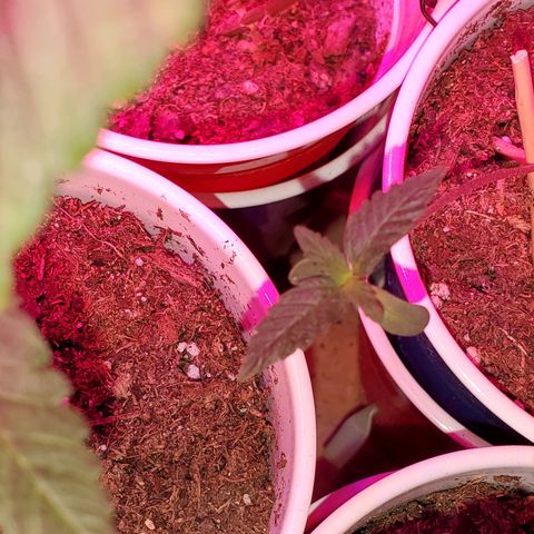 Unknown strain growlog photo: Seedlings are looking great, cotlyedons are looking healthy 