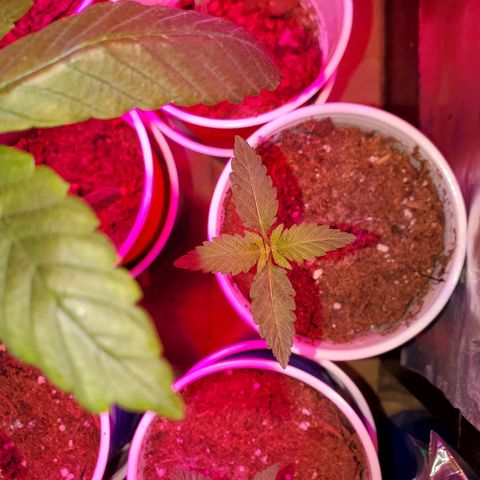 Unknown strain growlog photo: Seedlings are looking great, cotlyedons are looking healthy 