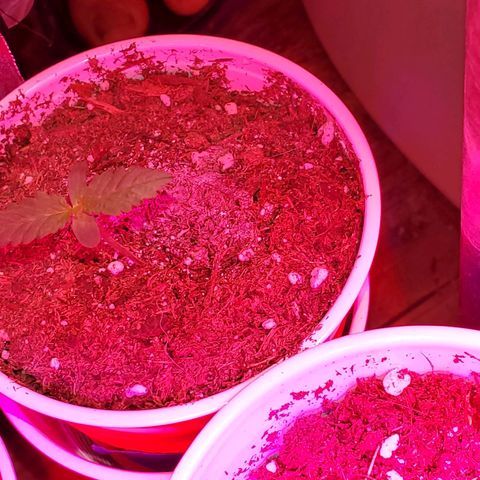 Unknown strain growlog photo: Seedlings are looking great, cotlyedons are looking healthy 