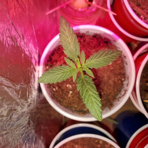 Unknown strain growlog photo: Seedlings are looking great, cotlyedons are looking healthy 