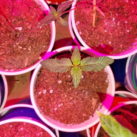 Unknown strain growlog photo: Seedlings are looking great, cotlyedons are looking healthy 