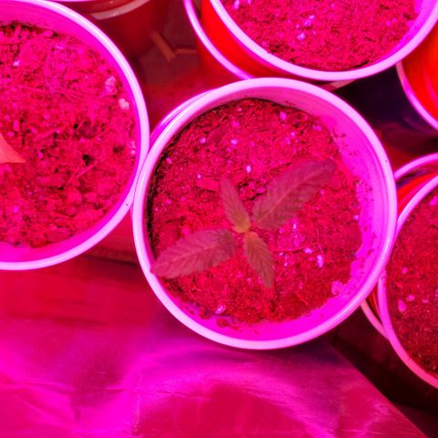 Unknown strain growlog photo: Seedlings are looking great, cotlyedons are looking healthy 