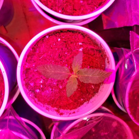 Unknown strain growlog photo: Seedlinh continued...