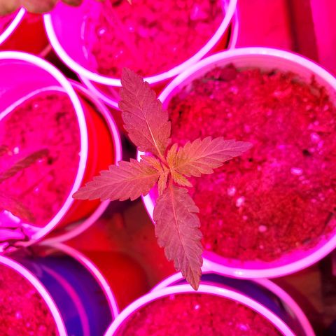 Unknown strain growlog photo: Seedlinh continued...