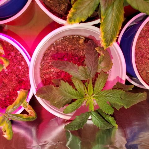 Unknown strain growlog photo: One got burned majorly,  this one was topped so all notes jolted to other leaves.  Circus freak is showing pre flowering. Very early 