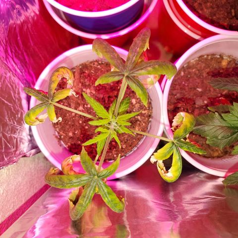 Unknown strain growlog photo: One got burned majorly,  this one was topped so all notes jolted to other leaves.  Circus freak is showing pre flowering. Very early 