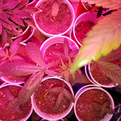 Unknown strain growlog photo: After being topped,  this one got a little nitrogen toxicity, but looks like she is recovering nicely 