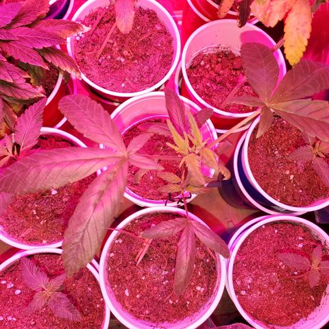 Unknown strain growlog photo: After being topped,  this one got a little nitrogen toxicity, but looks like she is recovering nicely 