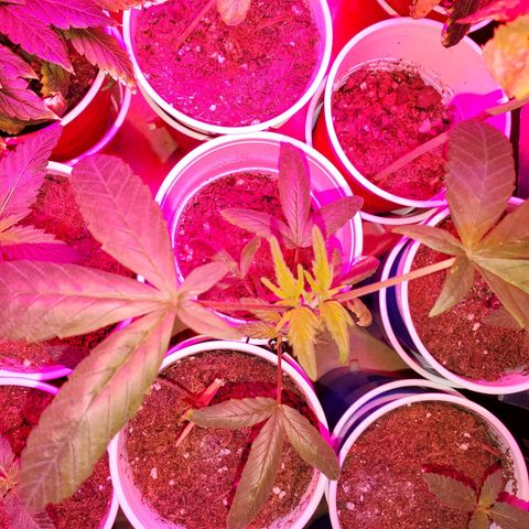 Unknown strain growlog photo: After being topped,  this one got a little nitrogen toxicity, but looks like she is recovering nicely 