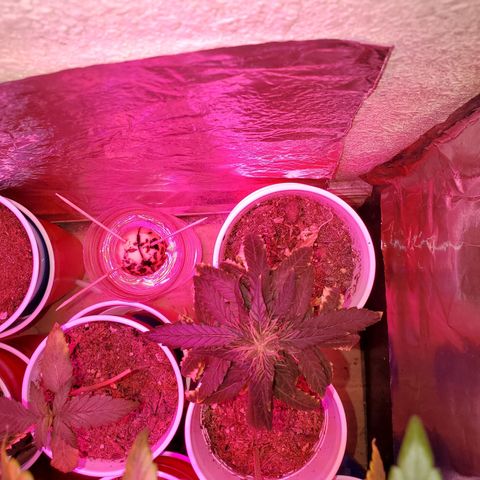Unknown strain growlog photo: The 2 mature ladies,  budlets are growing everyday