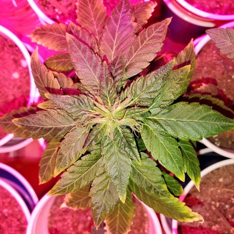 Unknown strain growlog photo: The 2 mature ladies,  budlets are growing everyday