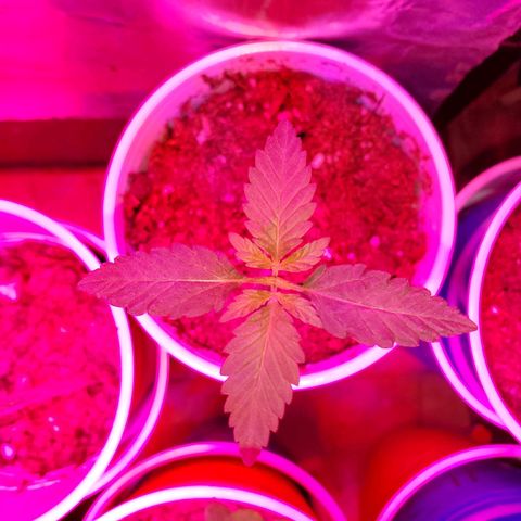 Unknown strain growlog photo: Seedlings