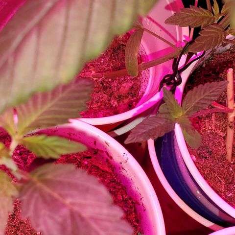 Unknown strain growlog photo: Seedlings