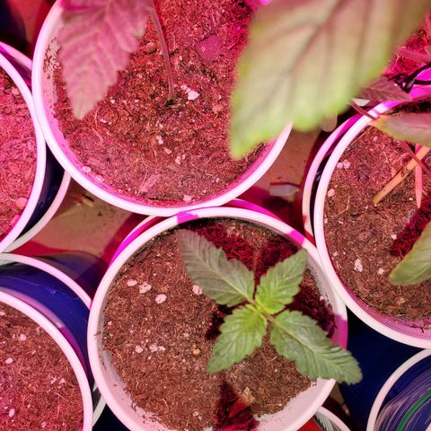 Unknown strain growlog photo: Seedlings