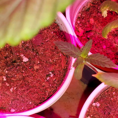 Unknown strain growlog photo: Seedlings