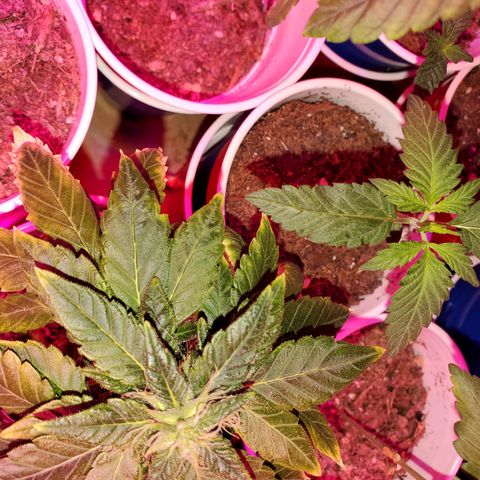 Unknown strain growlog photo: Seedlings