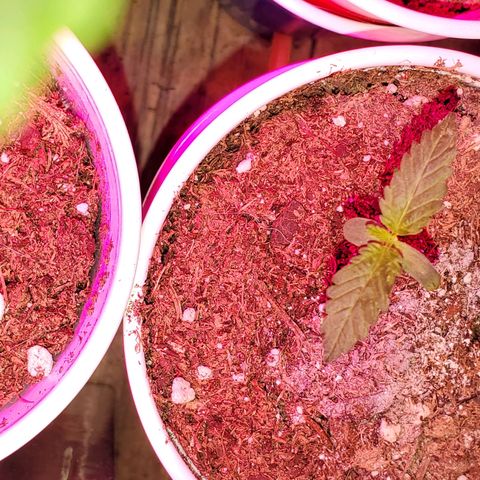 Unknown strain growlog photo: Seedlings