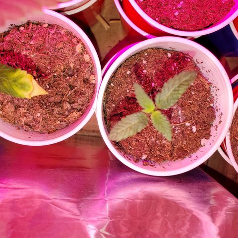 Unknown strain growlog photo: Seedlings