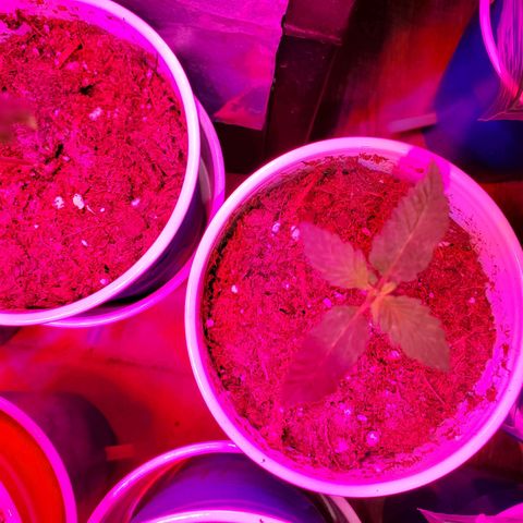 Unknown strain growlog photo: Seedlings